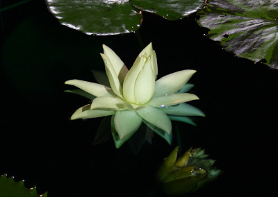 Nymphaea prolifera Wiersema (Hydrocallis)