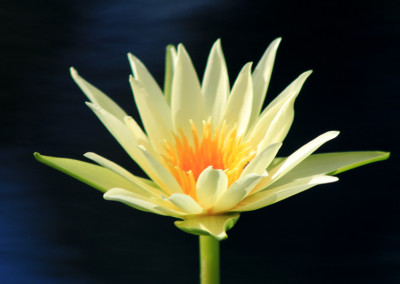 Nymphaea 'Ineta Ruth'