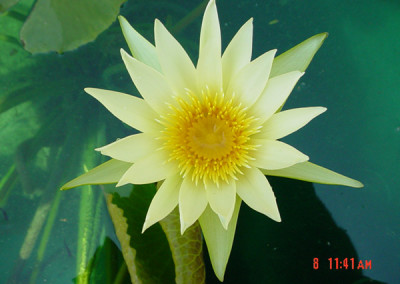 Nymphaea 'Ineta Ruth'