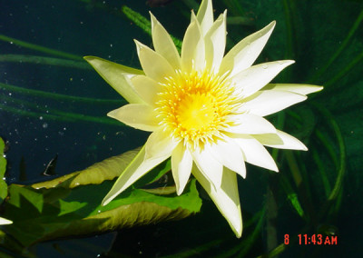 Nymphaea 'Ineta Ruth'