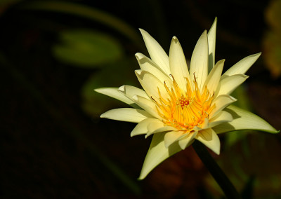 Nymphaea 'Ineta Ruth'