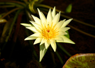 Nymphaea 'Ineta Ruth'