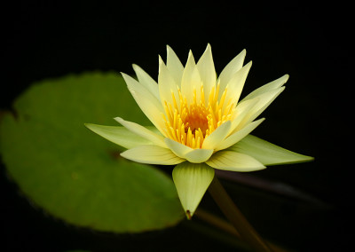 Nymphaea 'Ineta Ruth'