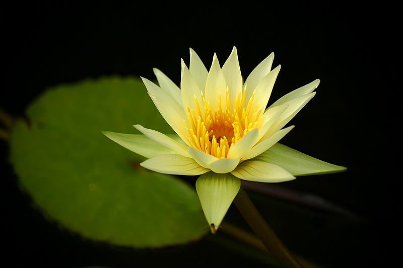 Nymphaea ‘Ineta Ruth’