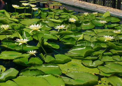 Nymphaea 'Ineta Ruth'