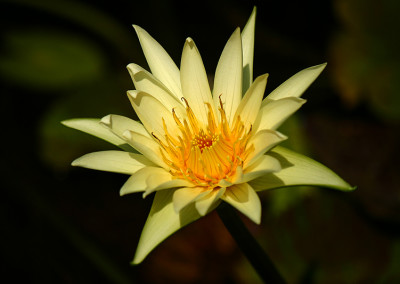 Nymphaea 'Ineta Ruth'