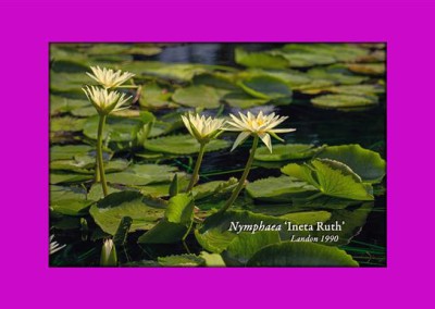 Nymphaea 'Ineta Ruth'