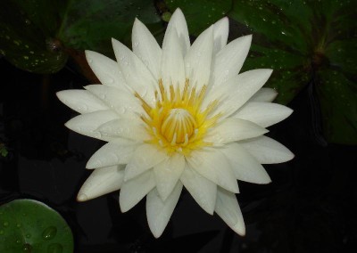 Nymphaea 'Innocence'