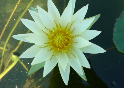 Nymphaea 'Isabelle Pring'