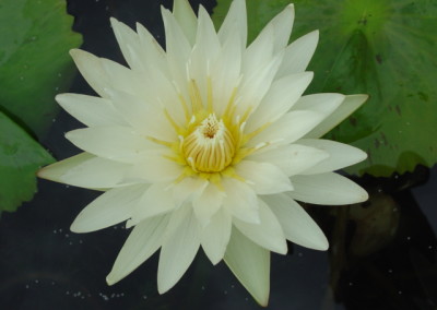 Nymphaea 'Isabelle Pring'