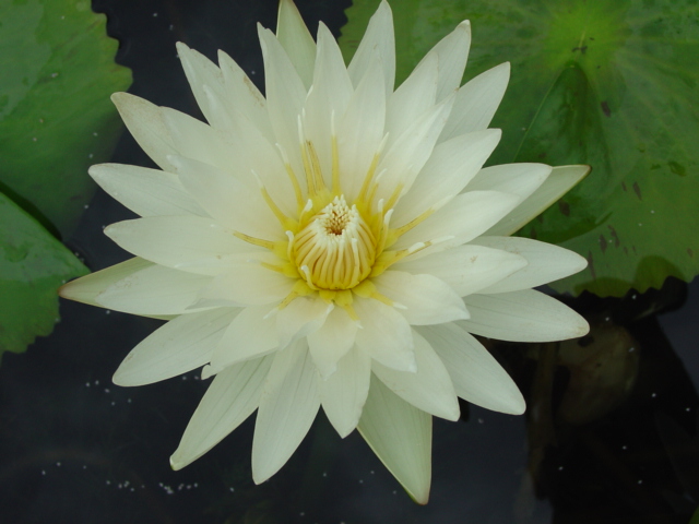 Nymphaea ‘Isabelle Pring’