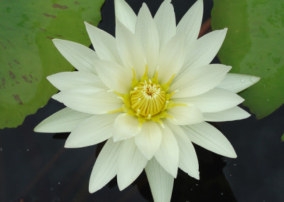 Nymphaea 'Isabelle Pring'