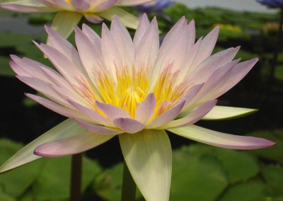 Nymphaea 'Jan'