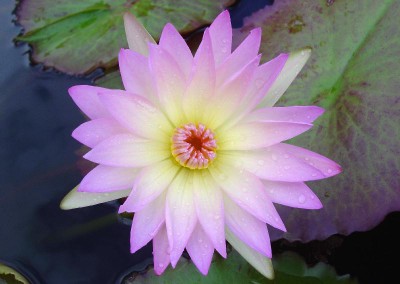 Nymphaea ‘Jan’