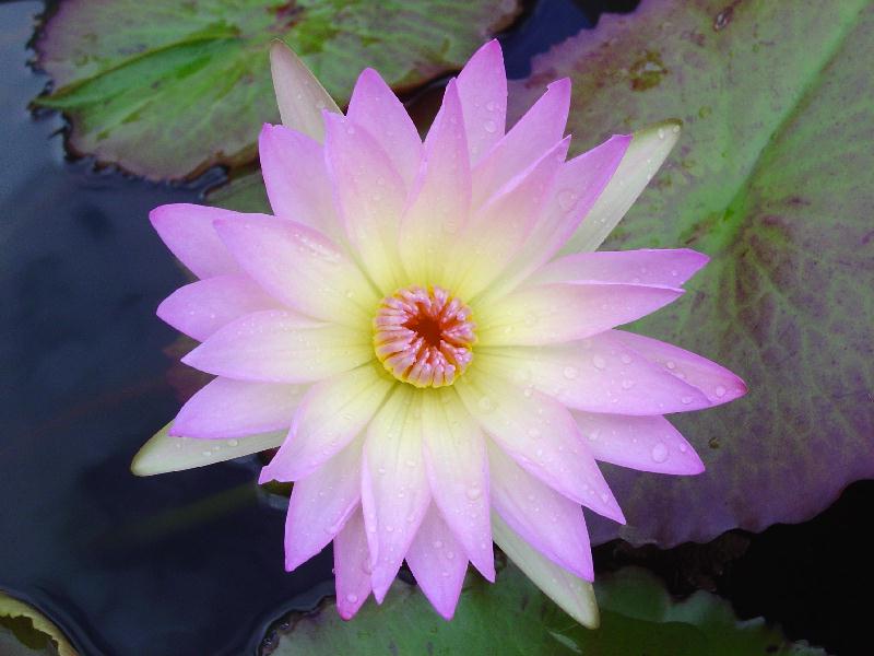 Nymphaea ‘Jan’