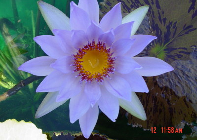 Nymphaea 'Jessie's Purple Passion'