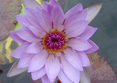 Nymphaea 'Jessie's Purple Passion'