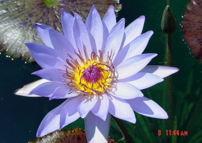 Nymphaea 'Jessie's Purple Passion'