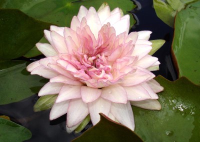 Nymphaea 'Jongkolnee'