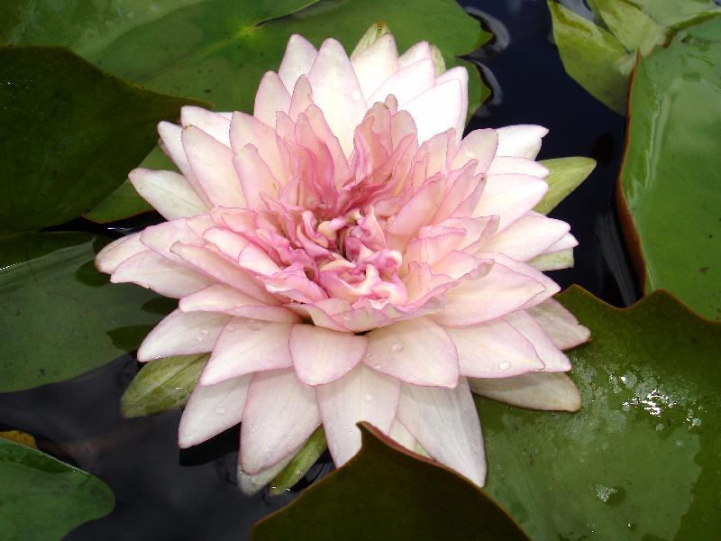 Nymphaea ‘Jongkolnee’