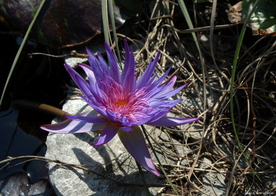 Nymphaea 'Foxfire'