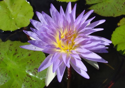 Nymphaea ‘Kelly Mashiba’