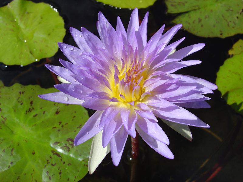 Nymphaea ‘Kelly Mashiba’