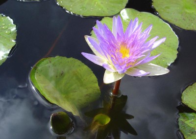 Nymphaea 'Kelly Mashiba'