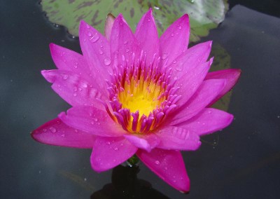 Nymphaea ‘Kendall J. Hirai’