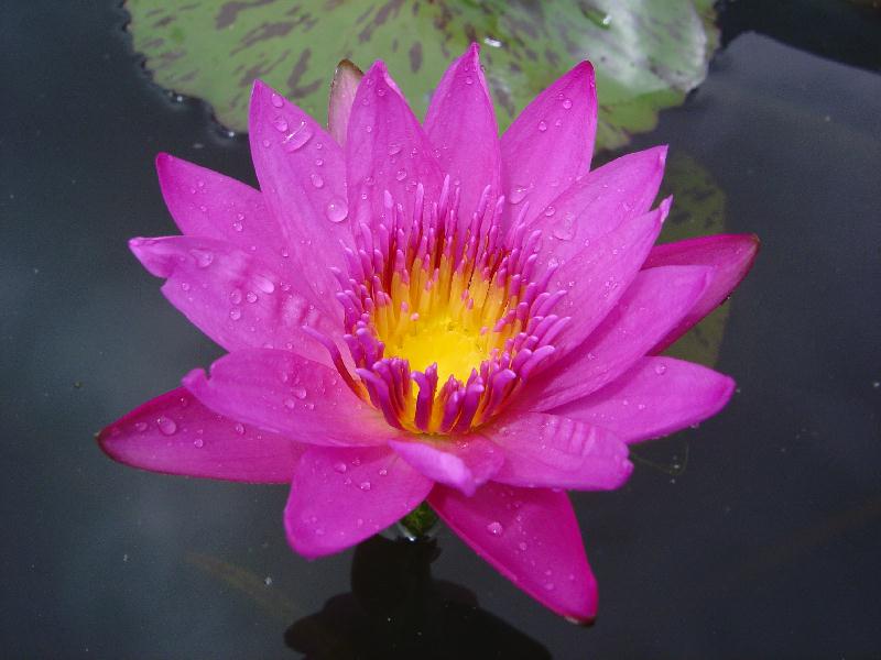 Nymphaea ‘Kendall J. Hirai’