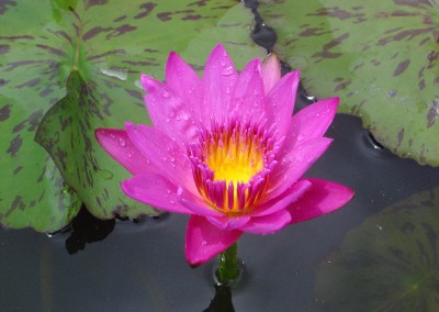 Nymphaea 'Kendall J. Hirai'