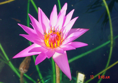 Nymphaea 'Bellachika'