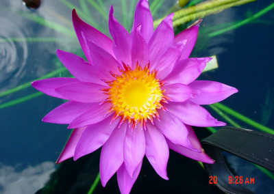 Nymphaea ‘Bellachika’