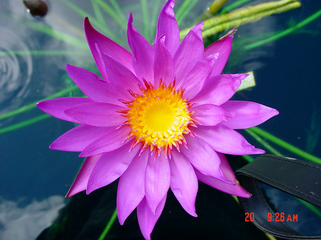 Nymphaea ‘Bellachika’