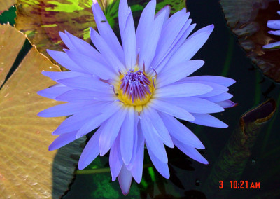 Nymphaea 'Blue Daisy'