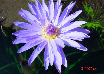 Nymphaea 'Blue Daisy'