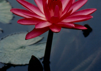 Nymphaea 'Catherine Marie'