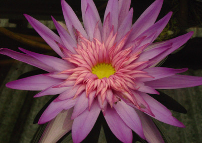 Nymphaea 'Foxfire'