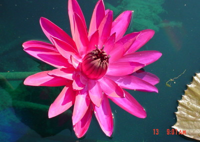 Nymphaea 'Jennifer Rebecca'