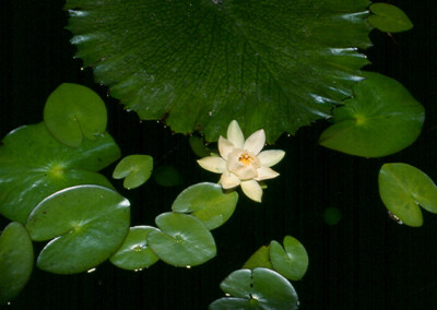 Nymphaea amazonum subsp amazonum Martius & Zuccarini