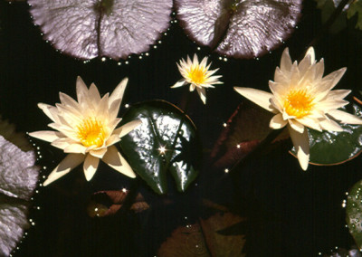 Nymphaea ampla (Salisbury) de Candolle