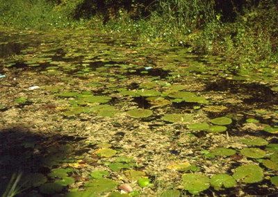 Nymphaea ampla (Salisbury) de Candolle