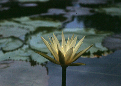 Nymphaea ampla (Salisbury) de Candolle