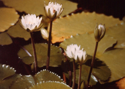 Nymphaea ampla (Salisbury) de Candolle