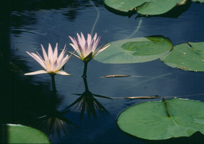 Nymphaea caerulea Savigny