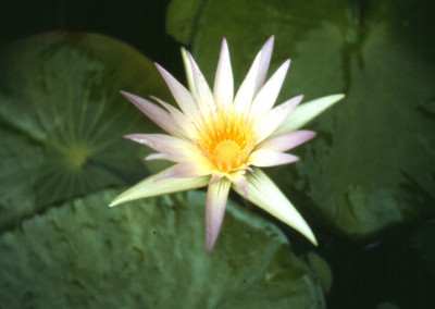 Nymphaea caerulea Savigny