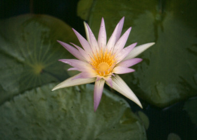 Nymphaea caerulea Savigny