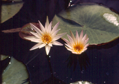 Nymphaea caerulea Savigny