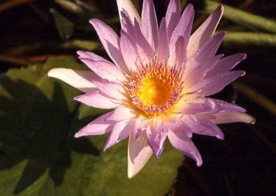 Nymphaea capensis Thunberg