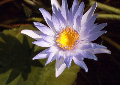 Nymphaea capensis Thunberg